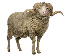 Full length view of a majestic merino sheep ram, showcasing its impressive horns and thick fleece...