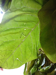 Tobacco leaves are dried in natural conditions and strung on a string for drying.Procurement of raw...