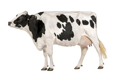 Healthy dairy cow walking on transparent background, perfect for agricultural or livestock projects