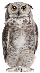 Great horned owl, bubo virginianus, standing majestically against a transparent background