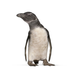 Full length view of humboldt penguin walking and looking up, isolated on transparent background