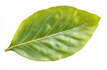 Obraz premium Fresh Green Leaf With Detailed Veins On A White Background