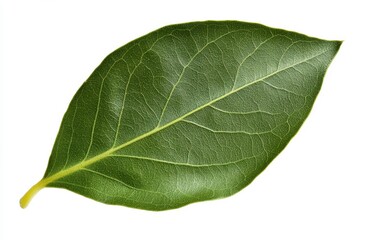 Obraz premium Fresh Green Leaf Isolated on White Background for Nature Themes