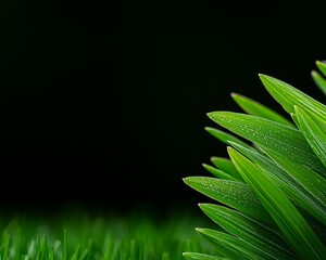 Obraz premium Dewy Greenery A Lush Display of Fresh Blades Against a Dark Background for Natural Serenity and Renewal