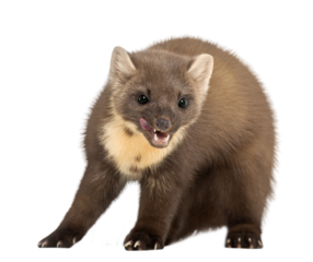 Cute pine marten licking its lips on a transparent background