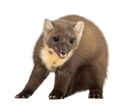 Cute pine marten licking its lips on a transparent background