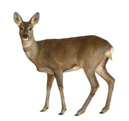 Full length view of european roe deer standing against transparent background