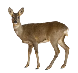  Full length view of european roe deer standing against transparent background © Eric Isselée