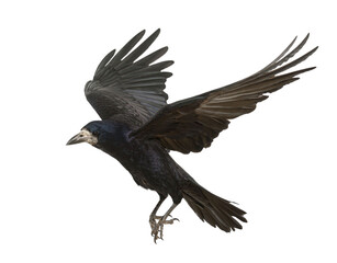 Rook with spread wings flying, isolated on transparent background