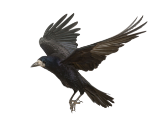 Rook with spread wings flying, isolated on transparent background