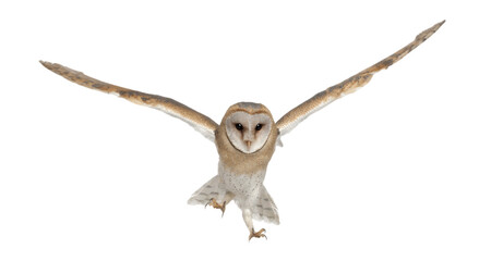 Majestic barn owl soaring with outstretched wings, isolated on transparent background