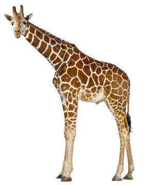 Full body shot of reticulated giraffe isolated on transparent background, showcasing its unique coat pattern