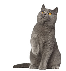 Adorable British Shorthair cat sitting with paws raised and looking up, isolated on transparent background © Eric Isselée