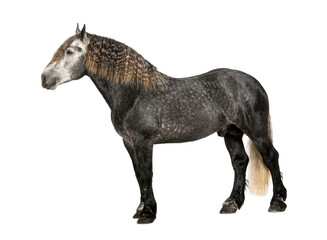 Studio shot of a gray horse with braided mane, isolated on transparent background