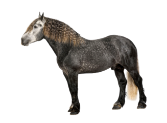 Studio shot of a gray horse with braided mane, isolated on transparent background