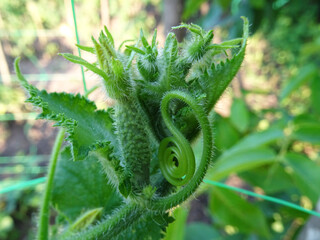 Cultivation of origki in open ground, fresh fruit harvest in natural conditions