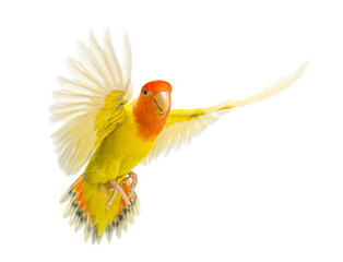 Rosy faced lovebird with open wings, isolated on transparent background