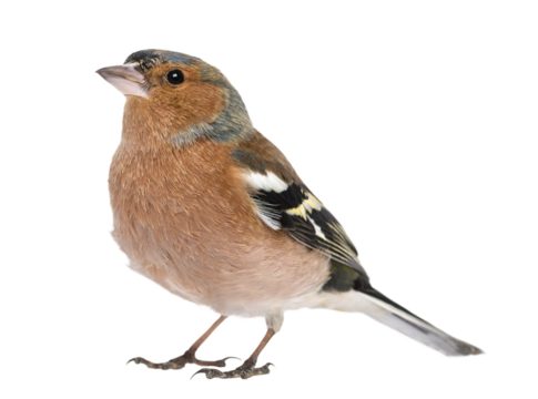 Studio shot of a common chaffinch standing on transparent background, looking up