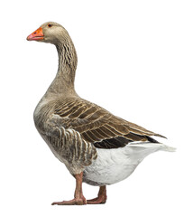 Full body shot of a toulouse goose standing against a transparent background, showcasing its distinctive gray and white plumage