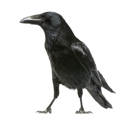 Carrion crow - corvus corone - standing, isolated on transparent background