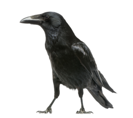 Carrion crow - corvus corone - standing, isolated on transparent background