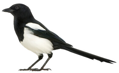 Full length view of a common magpie standing against a transparent background