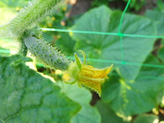 Growing origkas in open ground, fresh fruit harvest in natural conditions close-up
