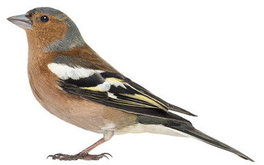 Profile of a common chaffinch standing still on a transparent background