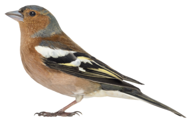 Profile of a common chaffinch standing still on a transparent background