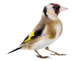 European goldfinch with colorful feathers standing on transparent background