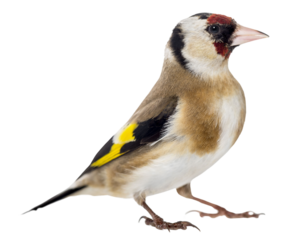 European goldfinch with colorful feathers standing on transparent background