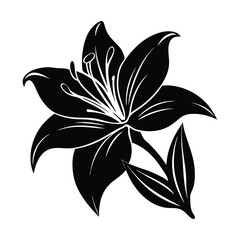 black and white lily flower With White background