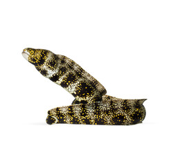 Close up of a snowflake moray eel gracefully swimming against a transparent background