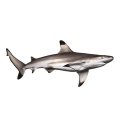 Blacktip reef shark swimming underwater, isolated on transparent background