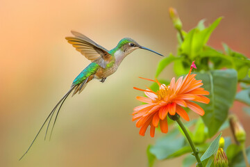 Fototapeta premium A dazzling Hummingbird Long-tailed Sylph (Aglaiocercus kingi) in mid-flight, its iridescent green and blue feathers shimmering as it hovers near a vibrant orange flower