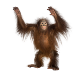 Young orangutan standing and raising arms with transparent background
