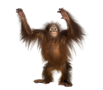 Young orangutan standing and raising arms with transparent background