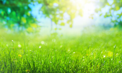 green natural background with sun rays and green branches with leaves
