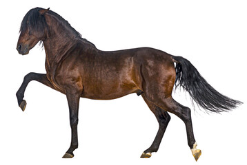 Powerful brown horse prancing with front leg raised on white background