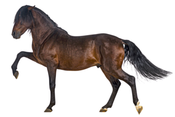 Powerful brown horse prancing with front leg raised on white background