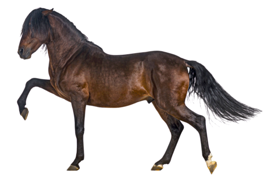 Powerful brown horse prancing with front leg raised on white background