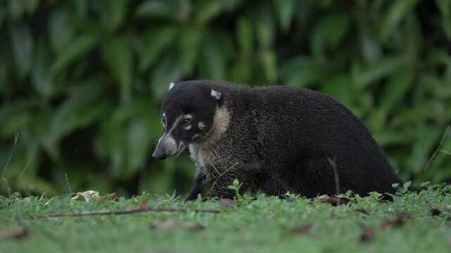 Coati in the habitat. White-nosed Coati, Nasua narica, in the nature habitat. Animal from tropical forest. Wildlife scene from the nature. Animal in yellow grass, dark background. Costa Rica wildlife.