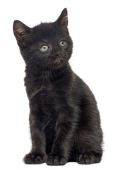 Cute black kitten sitting and looking up on white background