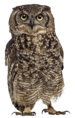 Majestic owl standing, showcasing its intricate plumage and intense gaze, isolated on transparent...