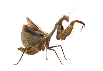 Side view of a praying mantis with transparent background, displaying intricate wing details and sharp claws