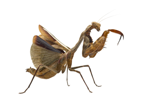 Side view of a praying mantis with transparent background, displaying intricate wing details and sharp claws