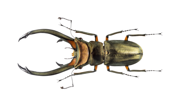 Golden stag beetle isolated on transparent background, showcasing its prominent mandibles and intricate details