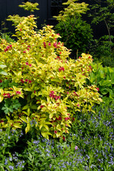 A colorful garden plant combination of Olympiade weigela (Weigela florida 'Briant Rubidor') and Amsonia 'Blue Ice'