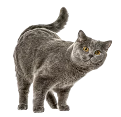 Curious British Shorthair cat standing and arching its back on transparent background © Eric Isselée