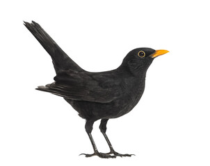 Full length view of a common blackbird standing with its tail raised, isolated on transparent background